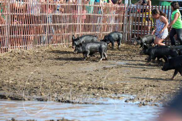 PCF-Greased Pig-230909-06